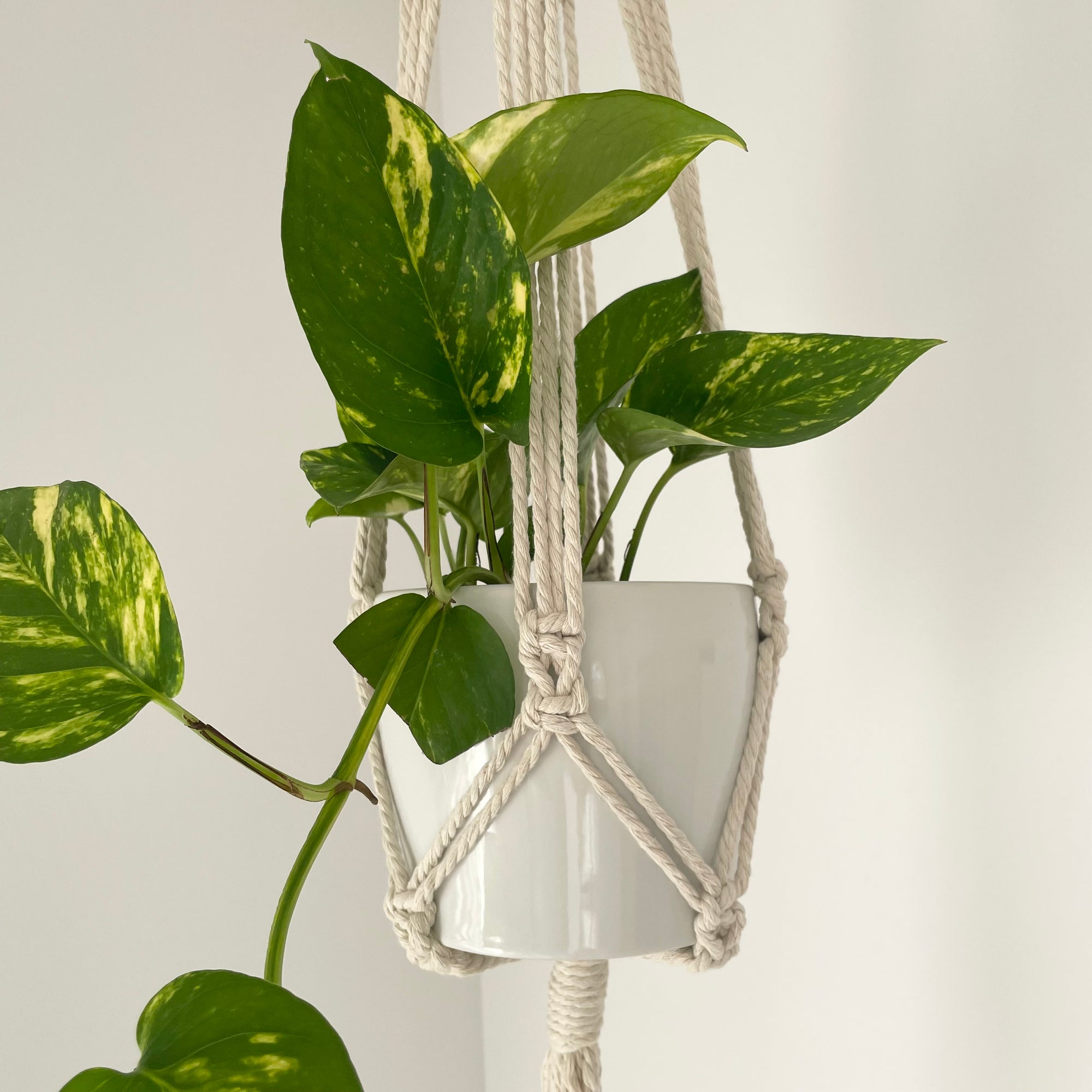 Boho Plant hanger
