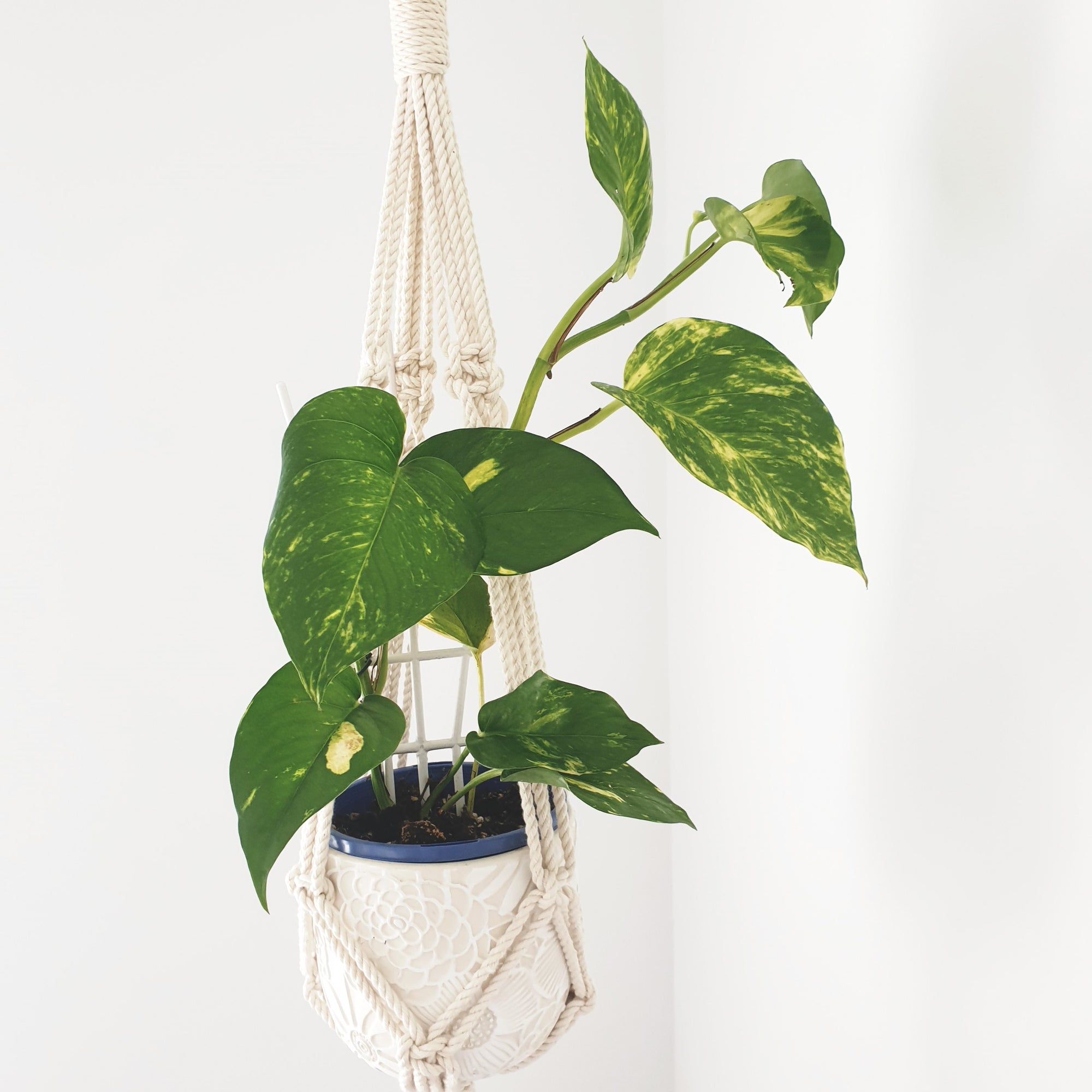 Double Plant Hanger