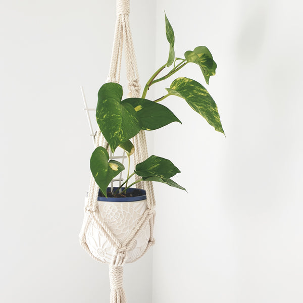 Double Plant Hanger